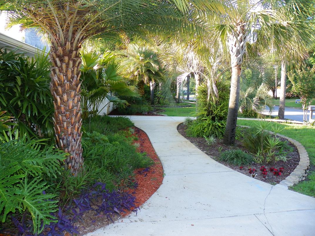 Ferns around palms DISCUSSING PALM TREES WORLDWIDE PalmTalk
